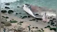 Punta Hermosa: ballena que fue hallada varada en playa Señoritas será trasladada a relleno sanitario