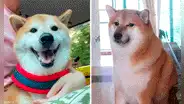 ¿Quién era Cheems, el perrito viral que rompió el corazón en redes con su muerte?