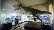 ¡No solo el Perucetus colossus! Estos son otros tesoros que ofrece el Museo Nacional de San Marcos