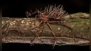 Biólogo capta a una araña gigante 'poseída' por un hongo parásito