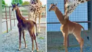 Nace una extraña jirafa sin manchas en un zoológico de Estados Unidos