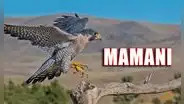 ¿Qué significa el apellido Mamani en Perú y cuál es la leyenda en la que está basada su origen?