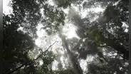 El calentamiento global ha comenzado a frenar la fotosíntesis en los bosques tropicales de la Tierra