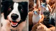Nuevo reglamento sobre esterilización de perros y gatos: ¿en qué consiste y cómo se aplicará?