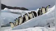 Emergencia en la Antártida: colonias de pingüinos pierden todos sus polluelos tras quedarse sin hielo