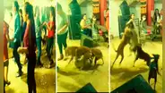 Perros inician pelea en fiesta y usuarios reaccionan: “Para qué invitan a Firu si saben cómo se pone”