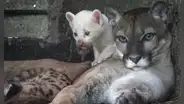 Nace un extraño puma blanco en el zoológico de Nicaragua