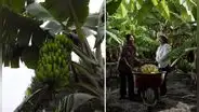 Exportan el primer contenedor con 22 toneladas de puré de plátano orgánico desde Piura a Europa