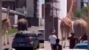 Elefante y jirafa huyen del rodaje de una película y desatan el pánico en Italia