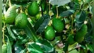 Palta hass: exportación crecerá solo en 2% este 2023