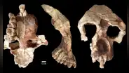 Fósil de hace más de 8 millones de años sugiere que los humanos no aparecieron en África