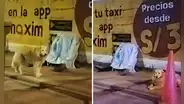 Taxista fallece en la vía pública y perrito permaneció a su lado: “El mejor amigo"