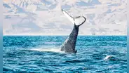 Piura y Tumbes: entre ballenas y manglares hay todo un mundo por explorar