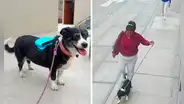 “La adopté hace 10 años”: perrita se pierde en San Miguel y dueño pide ayuda para encontrarla