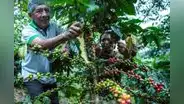 Producción de café se contrajo en 8 regiones durante junio: ¿cuáles son las afectadas?