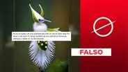 El retorno de la IA: imagen de orquídea en forma de pájaro no es una foto real