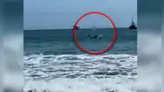 Aparición de delfines sorprende a bañistas en playa de Piura: "Queremos acariciarlos"