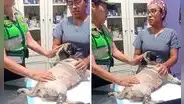 Perrita apuñalada en La Victoria se encuentra estable y recuperándose