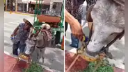 Burro toma cerveza helada ante sofocante calor en Piura: “¡Qué tal sed!”