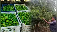 ¿Habrá escasez total de limón en el Perú? Esto dijeron los productores de Tumbes