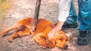 Maltrato animal: ¿qué municipios impusieron multas por violencia contra mascotas en 2023?