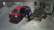 ¡Ni las plantas se salvan! Hombre es captado robando macetas de una vivienda en San Miguel