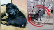 VMT: asaltan a joven en la puerta de su casa y se llevan a mascota de la familia