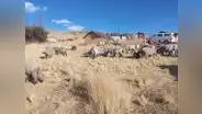 Extraña muerte de 30 ovejas en Apurímac y el mito del "chupacabras"