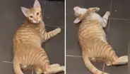 Gatito se ‘desmaya’ al escuchar que es adoptado: “La noticia más fuerte que le han dado”