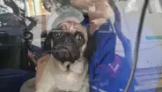 Caso Dachi: realizan colecta para pagar operación de can porque veterinaria no cubrirá todo