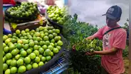 Precio del limón aumentó en 500%: ¿cuáles son las causas que originaron su escasez?