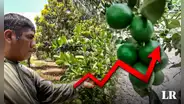 Piura: productores piden al Estado controlar precio de fertilizantes para evitar escasez y mayor alza del limón