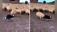 Senasa confirma que pumas y perros atacaron a ovejas en Apurímac