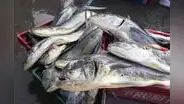 Produce autoriza pesca exploratoria del recurso marino perico