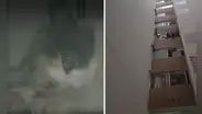Encuentran a gatita herida: vecinos denuncian que fue lanzada del piso 13 de un edificio