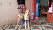 Chorrillos: piden apoyo para perrita que habría sido abusada sexualmente