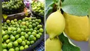 ¡También va en incremento! Precio de la lima se eleva tras ser usada como alternativa del limón