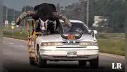 Policía de EE. UU. detiene a un hombre por llevar un toro Watusi de 500 kilos de copiloto