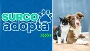 ¿Cómo adoptar una mascota? Surco lanza plataforma web para acoger a animales rescatados