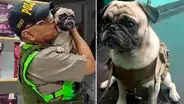 Cercado de Lima: perrito atacado por su dueño tiene hematoma en el vientre, según la Policía