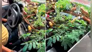 ¡Solo pasa en Perú! Taxista sorprende con peculiar ‘jardín’ dentro de su auto: “El verdadero oxígeno”