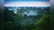 Bosques de Sudamérica pierden su capacidad de absorber CO2 por el fenómeno El Niño