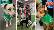Futbolistas de Atlético Nacional tienen noble gesto con perros y video da la vuelta al mundo