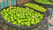 Gobierno evaluaría importación de limón para atenuar alza de precios