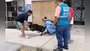 Perrito queda grave tras ser atacado con agua hirviendo en Nuevo Chimbote