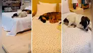 Perritos callejeros se meten a local de venta de colchones y duermen plácidamente sobre una cama