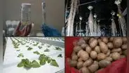 Laboratorio de la papa en Venezuela: ¿cómo funciona y cuál es su propósito?