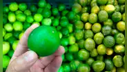 Conoce al limón Tahití, el reemplazo perfecto ante el alza de precio del cítrico: ¿cuánto cuesta?
