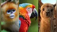 ¿Cuál es el animal más bonito del mundo según la inteligencia artificial?