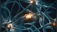 Nuevo tipo de célula descubierta en el cerebro podría ser clave contra el alzhéimer y el párkinson